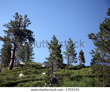 Hill with trees and vegetation