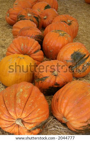 Extremely large pumpkins ready for either Halloween or Thanksgiving