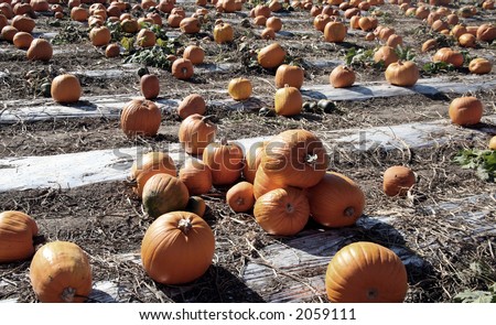 Pumpkin patch with lots of pumpkins but not many plants left