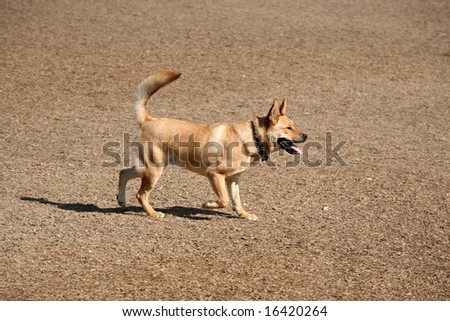 Domestic mixed breed male dog walking across earth covered in wood chips