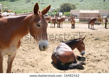 animals waiting