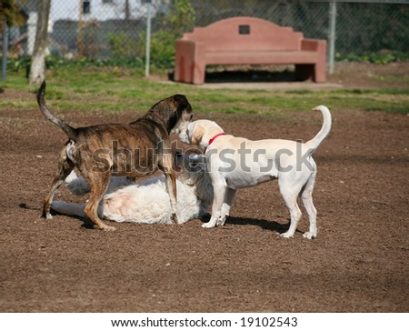 Three dogs playing in a park background