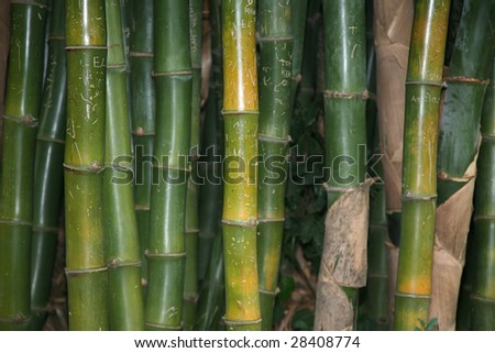 Natural bamboo pattern background with graffiti etched into the bark