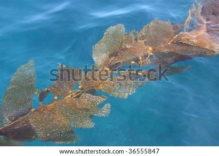 Floating kelp in the deep blue ocean background