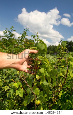 hand picks blackberries growing on a tree