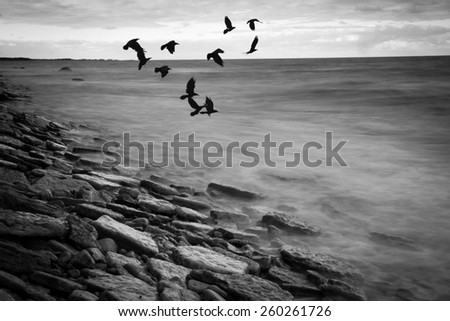 Black & White rocky seascape scene with seagull on stone,