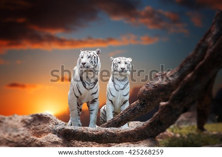 two white tiger sitting on a rock and watching the sunset