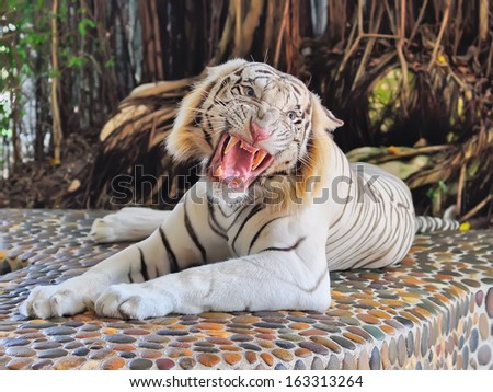 A  tiger lying on rocks and roars
