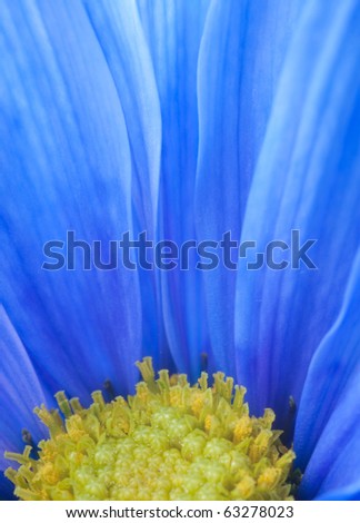 a close up of a neon pom daisy with its beautiful palette of colors