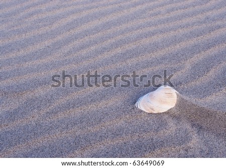 A clam shell buried in the sand with a  lined pattern background