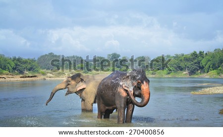Cute Asian elephants blowing water out of his trunk in Chitwan N.P. Nepal