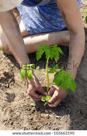 Woman planting tomato sprout