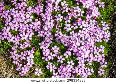 Pink moss campion flowers seen in Iceland