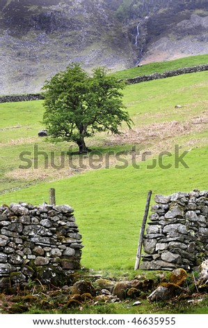 Dry stone wall and tree