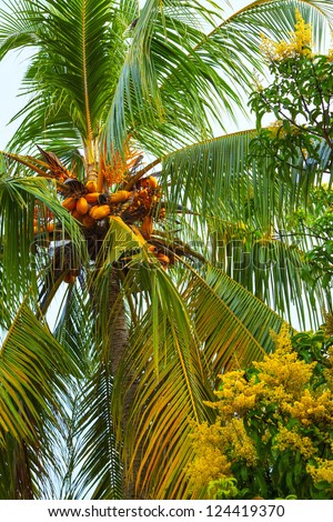 coco palm in tropical garden