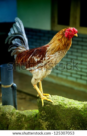 A hen is standing on a moss-grown wall in front of a house in the jungle of Sri Lanka in the Indian Ocean with a suspicious glimpse