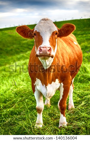 A cow is standing on a green meadow and is looking in the area