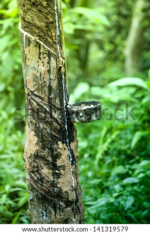 A drip pan on a rubber tree catches the milk for the gum elastic
