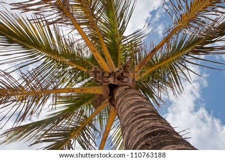 Palm treetop reaching the sky