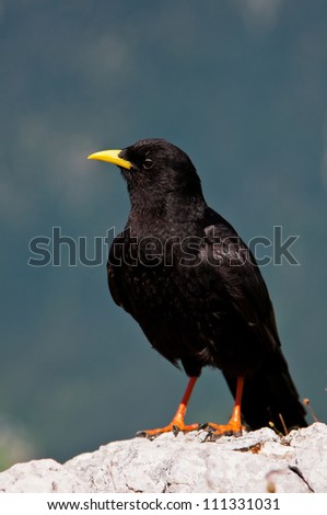 Blackbird in profile on the rock