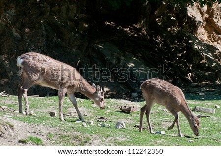 Female roe deers running on the meadowland