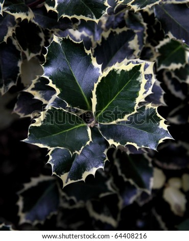 European variegated holly leaves