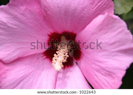 Rose-of-Sharon with Ants at work