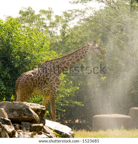 Giraffe Cooling Off in Mist