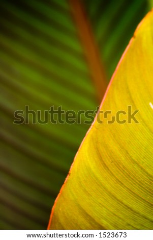 Jungle Leaf Texture