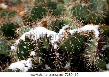 Snow on a cactus.