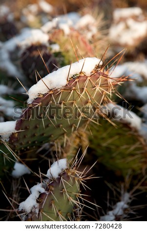 Snow on a cactus in New Mexico.