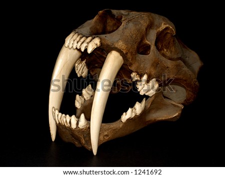 stock photo Saber Tooth Tiger Skull sabertooth tiger
