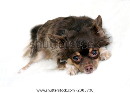 long haired chihuahua. stock photo : Long Haired