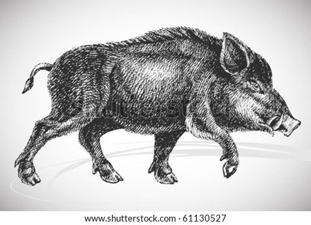 boar sketch