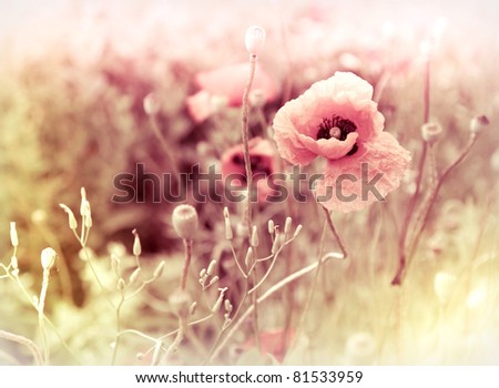morning flowers meadow - vintage photo background