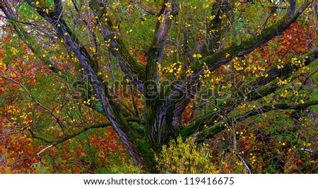 Tree Castle in Autumn