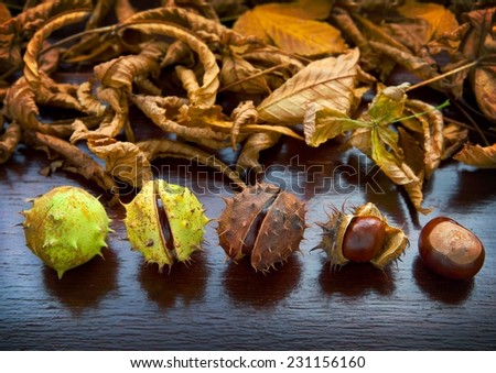 Conkers, Horse Chestnuts phases in and out of shell with autumn / fall leaves