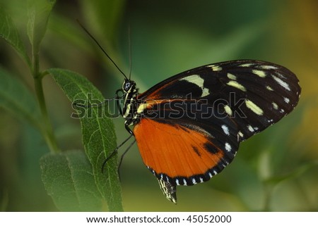Capture of a tropical butterfly among flowers in Zoo Budapest.