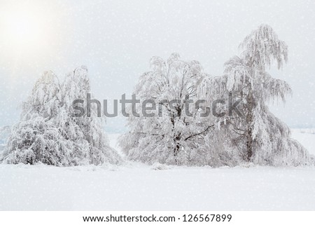 Nice winter landscape with trees snow and sun