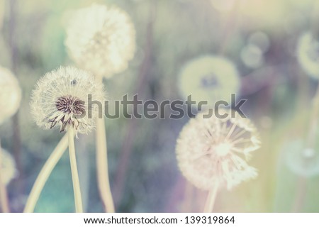close up of Dandelion with abstract color and shallow focus close up of Dandelion with abstract color and shallow focus