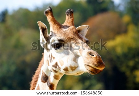 Close up shot of young cute giraffe