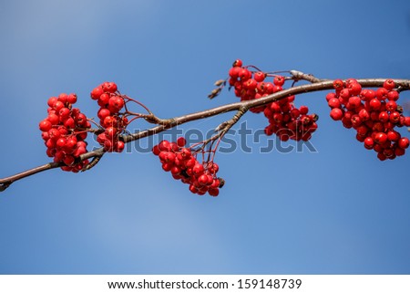 detail of Rowan Berries (Sorbus aucuparia) against of blue sky