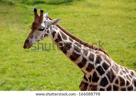 Close up shot of young cute giraffe against green grass