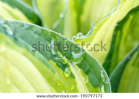 Rain drops on flower leaf close up, natural scene with shallow focus