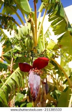 Banana tree with a blossom and small green bananas