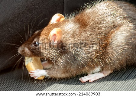 close up of rodent tame pet rat eating cake outdoor