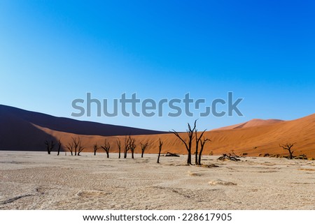 beautiful sunrise landscape of hidden Dead Vlei in Namib desert with blue sky, this is best place of Namibia