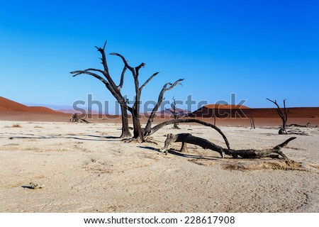 beautiful sunrise landscape of hidden Dead Vlei in Namib desert with blue sky, this is best place of Namibia