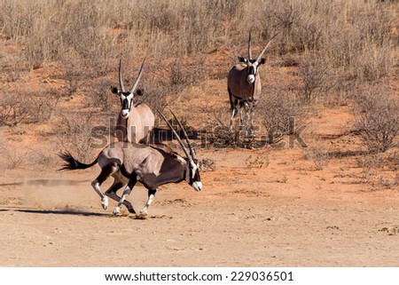 running Gemsbok, Oryx gazella, dominant Gemsbok antelope in the park, Kalahari, South Africa