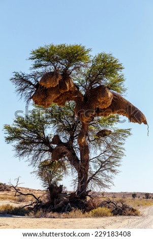 African masked weaver big nest on tree, african landscape, Kgalagadi Transfrontier Park, Botswana, true wildlife